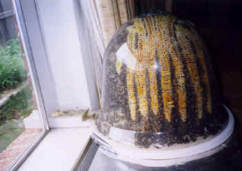 This bell jar allows good viewing of natural comb development.