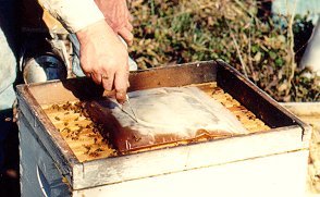 A slit in the plastic bag allows bees to feed without drowning. 