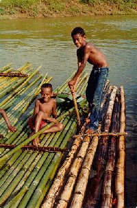 Bamboo is a common building material.