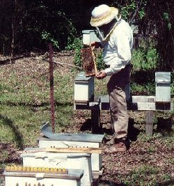 Mating nucs use fewer bees than full colonies to raise each cell.  An alternative is mating nucs is the 'split board.'