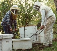 A hive lifter causes less back strain.
