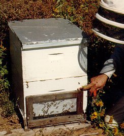 A screen gives a colony plenty of air when moving.
