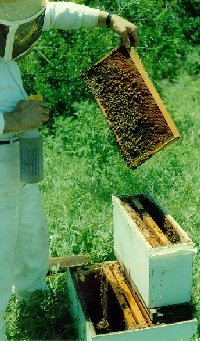 A common bee-smell is key to joining bees.