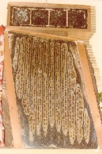 A hive designed so that more space can be added for honey storage will benefit both the bees and those that eat the honey!