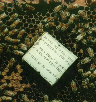 The bees and queen inside gradually acquire the same smells.