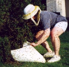 Bees gorged with honey are not inclined to sting.