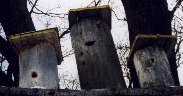 Log hives in a tree