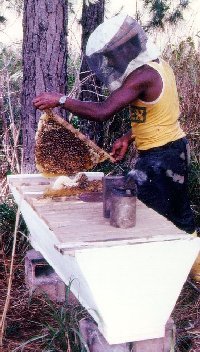 Top bar hives expose the beekeeper to fewer bees.