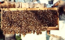 Queen cells are 'drawn' by bees in strong cell rearing colonies.