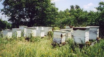 My Seagoville, Texas apiary